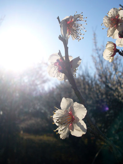 2008年「梅花」最終章。