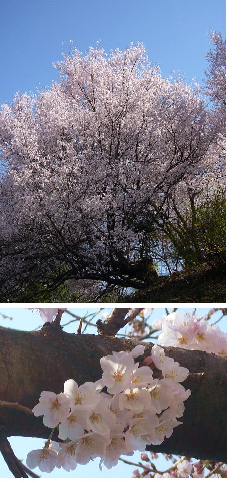 すべての桜が満開！！