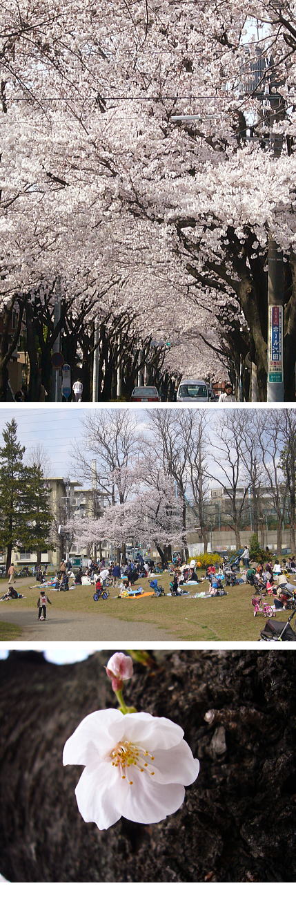 桜日和･･･。