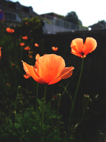 花の景･･･。