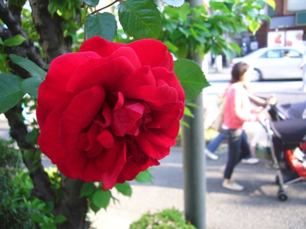 真紅のバラに･･･。