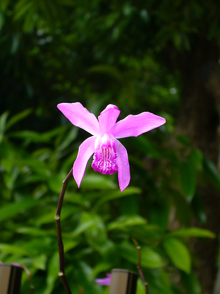 シランの花を撮る！