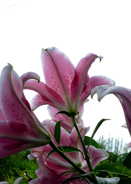 ユリの花を撮る。
