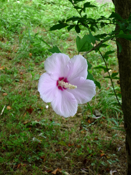 浮いてる花。