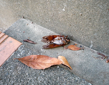 落ち蝉･･･。