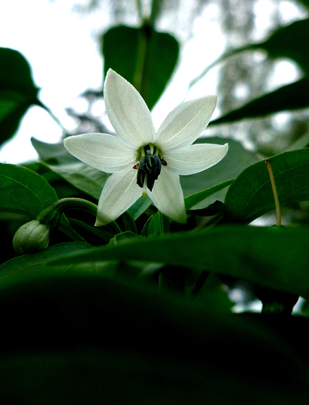 白い花･･･。