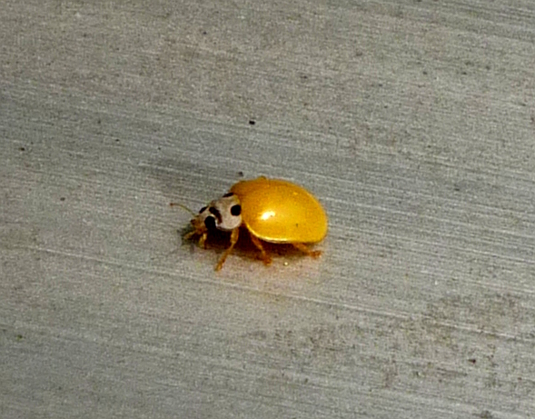黄色いテントウムシのサンバ･･...