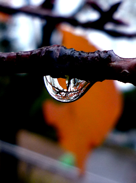 秋雨のやんだ後には･･･。