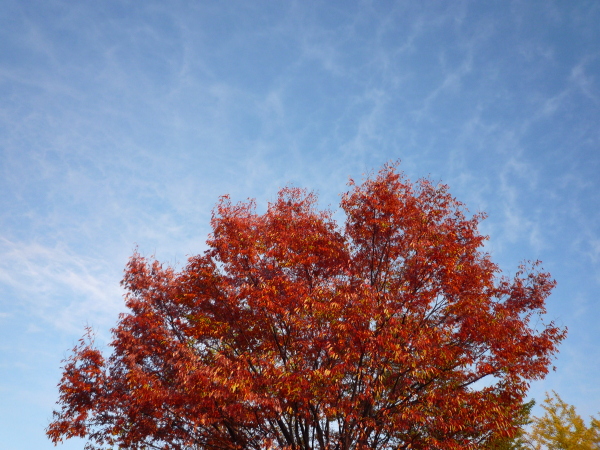 青空と紅葉。