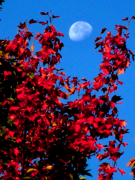 月と紅葉･･･。