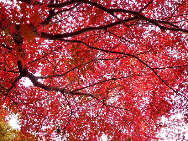 紅葉もゆる･･･。