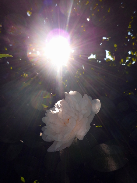 朝日の中で（山茶花）
