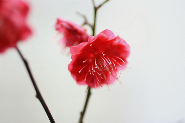 梅林より「紅梅の譜」