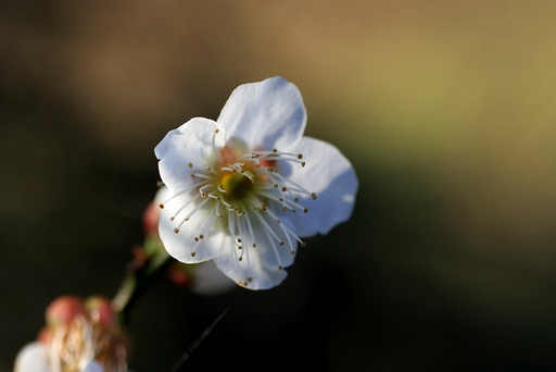 マクロレンズの世界「梅の花」ギ...
