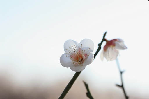マクロレンズの魅力「梅の花」ギ...