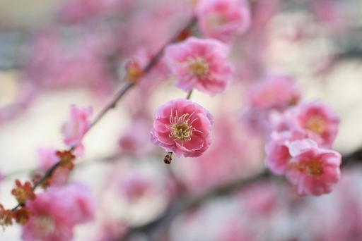 梅の花（ピンクなり）