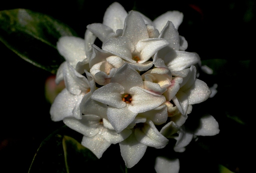 白いチンチョウゲの花は･･･。