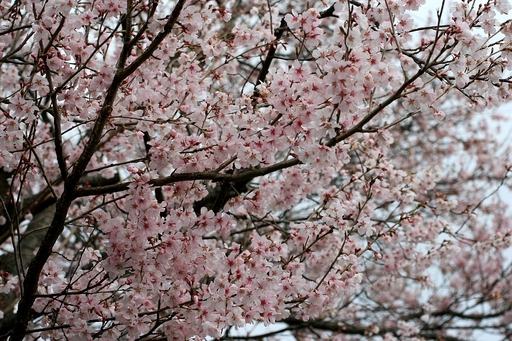桜咲く･･･。