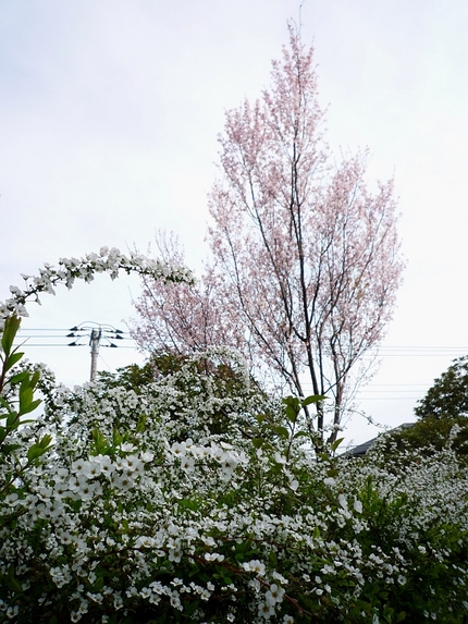 雪ヤナギ十景（その七）