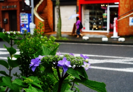 アジサイ咲く･･･雨の朝。