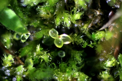 透明な植物･･･。