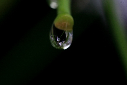 水中花・・・（しずくの中には･...