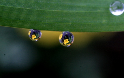 黄色い水中花･･･。