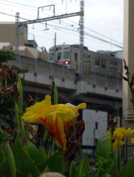 カンナの咲く風景･･･。