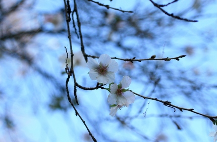 桜だ･･･。
