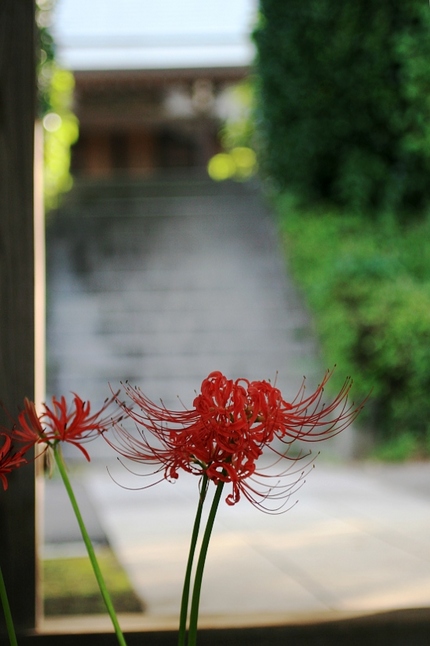 彼岸花を撮る・・・（八）