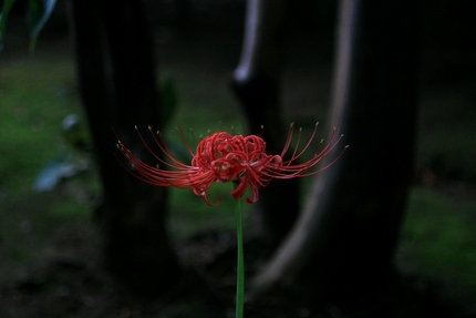 彼岸花を撮る・・・（十）