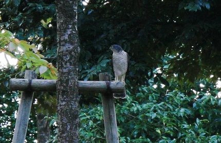 この鳥はなに・・・？？？