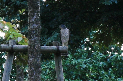 どんな鳥か分かりました・・・。