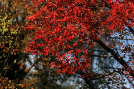 「紅葉、黄葉」全部載せます−2