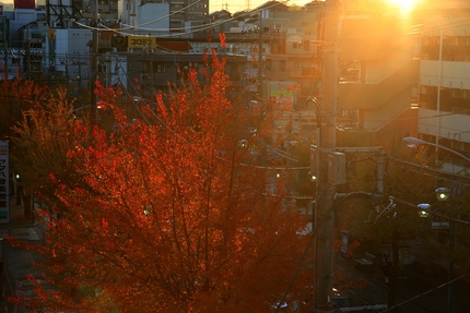 街路樹の夜明け・・・。