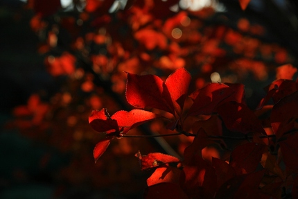 赤い葉・・・。