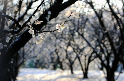 雪のやんだ朝にて・・・。