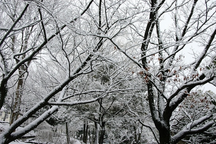 雪の朝･･･。