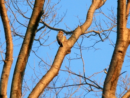 この鳥はなんだろう・・・？