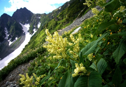 山の花は･･･。