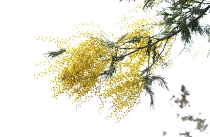 ミモザの花･･･。