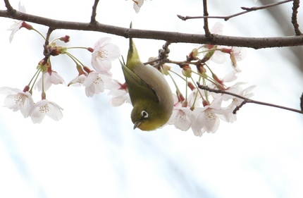 さくら十景・・・（六）