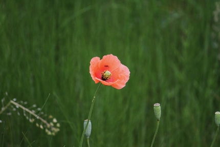 花模様・・・（一）