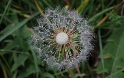 花模様･･･（二）