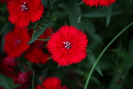 花模様･･･（三）