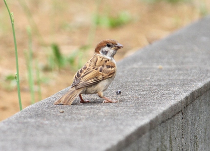 すずめ君、飛んだね･･･。