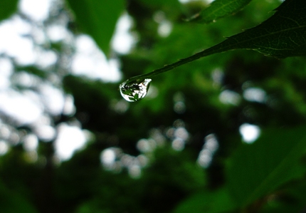 梅雨のしずく･･･。