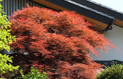 紅葉･･･？？？