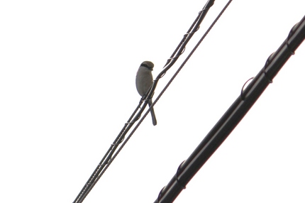 この鳥の名は･･･？？？