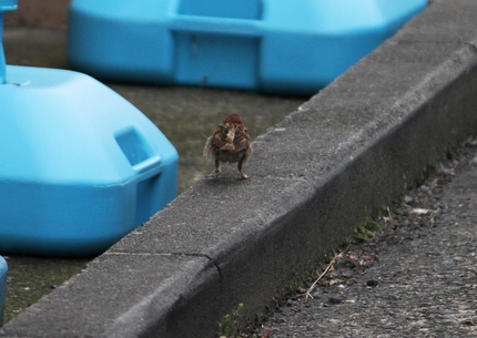 すずめって･･･。